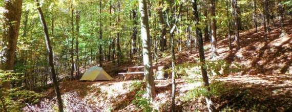 Tents set up in the woods